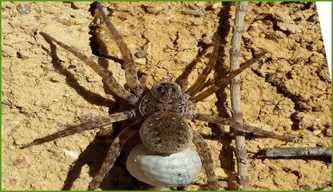Discover The Fascinating World Of Pregnant House Spiders